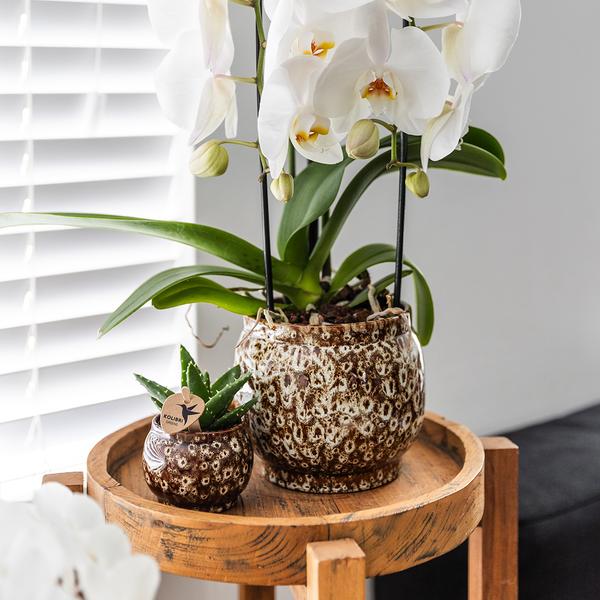 Safari Topf – Dekorativer Keramiktopf – Handgefertigter Blumentopf – Stilvolles Pflanzgefäß für Zimmerpflanzen – Ø12cm 