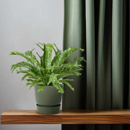 Nestfarn - Asplenium Nidus Crissie - Zimmerpflanze - Ø17cm - ↕40cm 