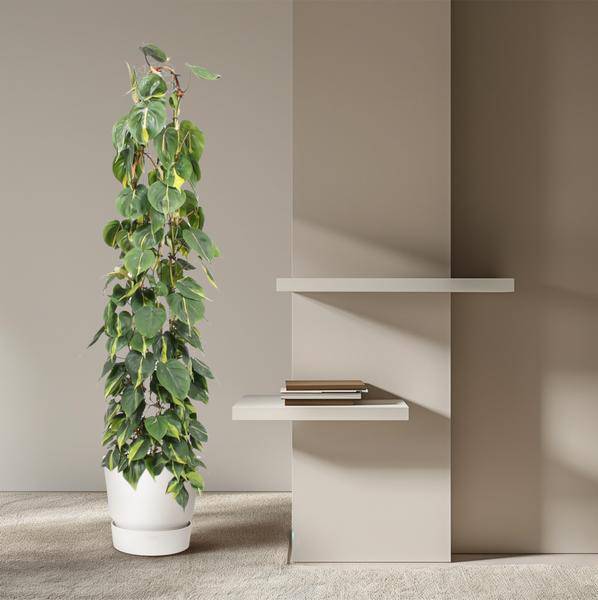 Baumfreund - Philodendron Scandens Brasil - Zimmerpflanze - 160cm - ø27cm 