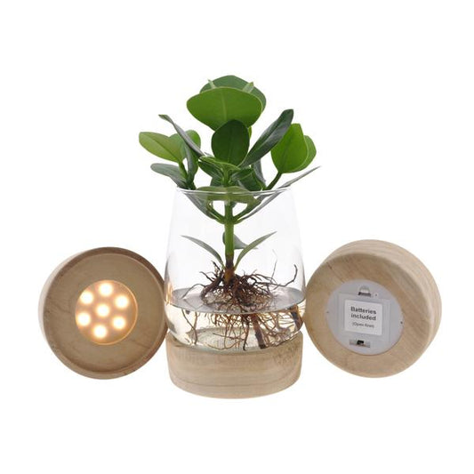 Clusia In Kingston Glas + LED - Ø12cm - ↕30cm 