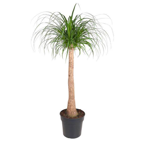 Elefantenfuß – Beaucarnea 120cm – Ø32cm – Zimmerpflanze mit dickem Stamm & hängenden Blättern – Pflegeleichte exotische Grünpflanze für Wohnzimmer, Büro & Wintergarten 