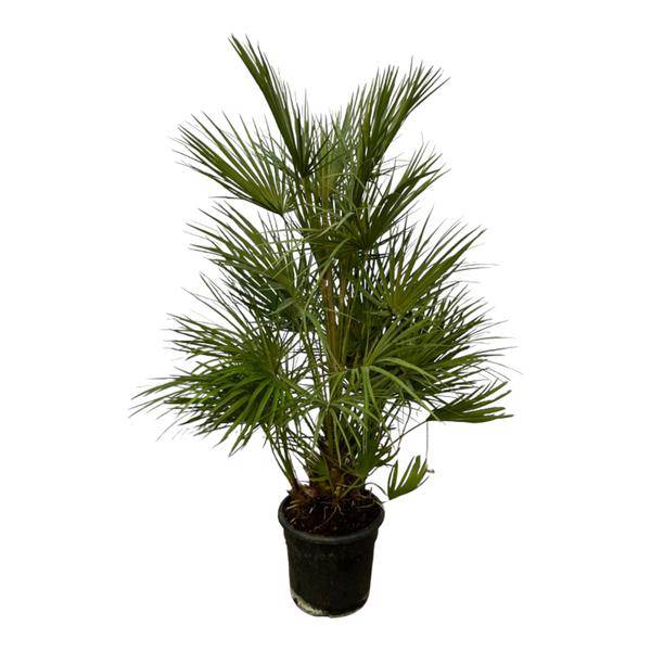 Chamaerops Humilis – Grüne Zwergpalme – Zimmerpflanze – Ø24cm – Höhe ca. 130cm – Mediterrane Palme für Wohnzimmer, Wintergarten, Balkon und Terrasse 