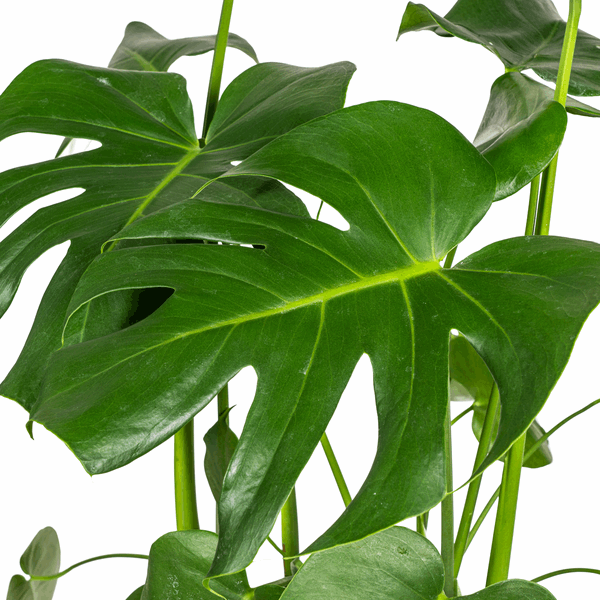 Monstera Deliciosa Tauerii – Fensterblatt – Ø21cm – ↕70-90cm – Beliebte Zimmerpflanze mit dekorativen Blättern – Pflegeleicht & luftreinigend 