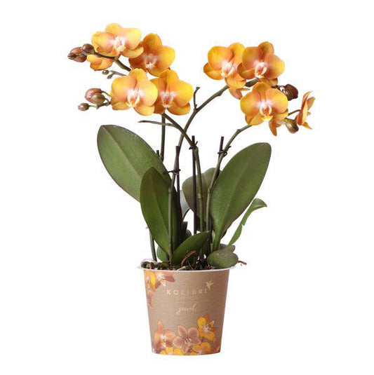 Orange-goldene Phalaenopsis-Orchidee - Jewel Las Vegas - Topfgröße Ø12cm - blühende Topfpflanze 