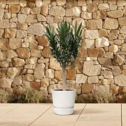 Rosenlorbeer – Nerium Oleander auf Stiel 110cm – Ø22cm – Immergrüne Kübelpflanze mit roten Blüten – Mediterrane Zierpflanze für Garten, Terrasse & Balkon – Duftend & pflegeleicht 