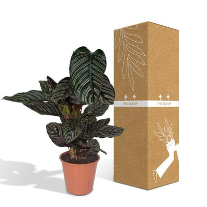 Calathea Ornata – Korbmarante – Zimmerpflanze – Ø19cm x ↕75cm – Dunkelgrüne Blätter mit rosa Streifen – Tropische Pflanze für Wohnräume – Luftreinigend & pflegeleicht 