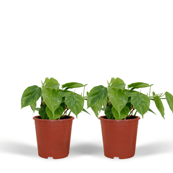 Baumfreund - Philodendron Scandens - Zimmerpflanze - 5cm - ø12cm - 2 Stück 
