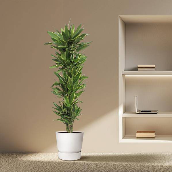 Drachenbaum - Dracaena Golden Coast - Zimmerpflanze - 200cm - ø34cm 