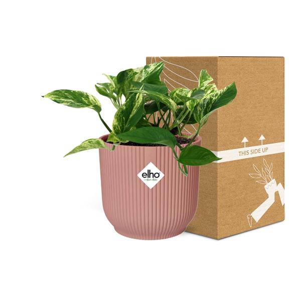 Efeutute Scindapsus Epipremnum Marble Queen – Zimmerpflanze inkl. Ziertopf Vibes Fold Rosa Ø14cm – Herzförmige, marmorierte Blätter – Luftreinigend & pflegeleicht – Für Wohnzimmer & Büro 