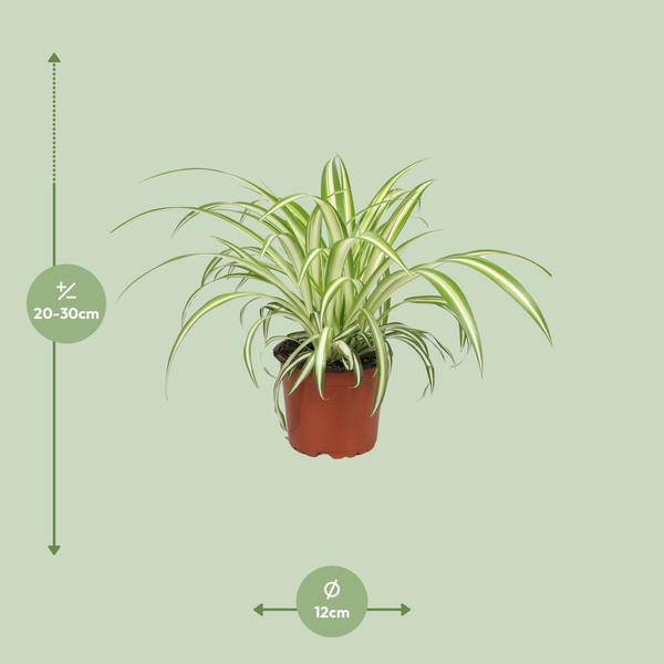 Grünlilie Chlorophytum Pflegeleichte Zimmerpflanze Ø12cm