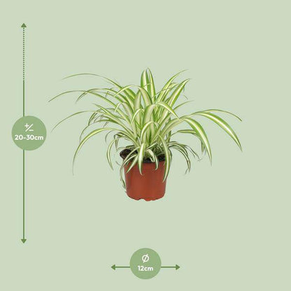 Grünlilie Chlorophytum Pflegeleichte Zimmerpflanze Ø12cm