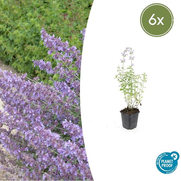 Nepeta 'Walker's Low' – 6 Pflanzen – Katzenminze – Lavendelblaue Blüten – Silbergrünes Laub – Pflegeleichte Staude – Sonnig – Bienen & Schmetterlinge 