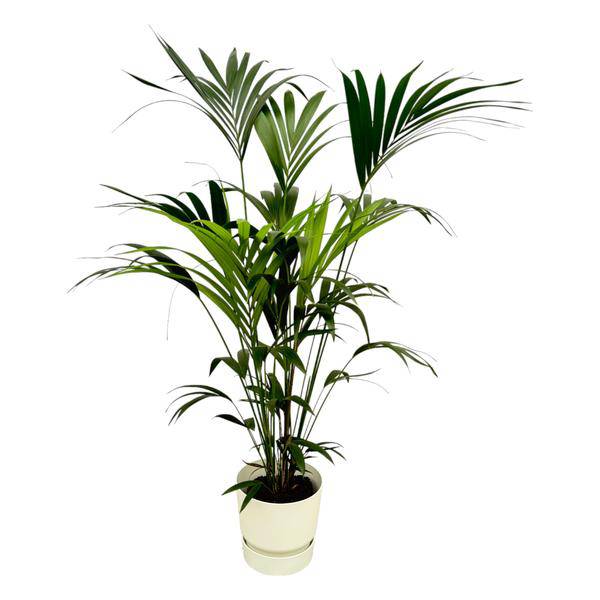 Kentia Palme – Forstersche Kentia – Zimmerpflanze ca. 160cm – ø30cm – inkl. Pflanzgefäß Greenville Weiß – Tropische XL-Zimmerpalme für Wohnzimmer, Büro & Wintergarten 