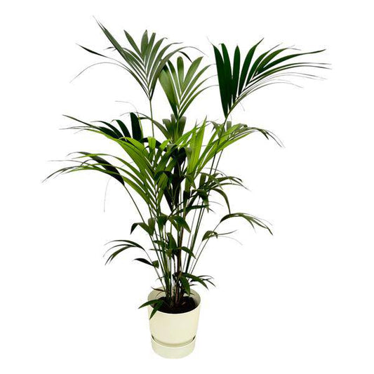Kentia Palme – Forstersche Kentia – Zimmerpflanze ca. 160cm – ø30cm – inkl. Pflanzgefäß Greenville Weiß – Tropische XL-Zimmerpalme für Wohnzimmer, Büro & Wintergarten 