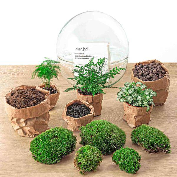 Flaschengarten DIY Bausatz – Terrarium Kuppel XL – Ø30cm – Autarkes Mini-Ökosystem – Komplett-Set mit Pflanzen, Moos & Schritt-für-Schritt-Anleitung – Nachhaltiges Geschenk 