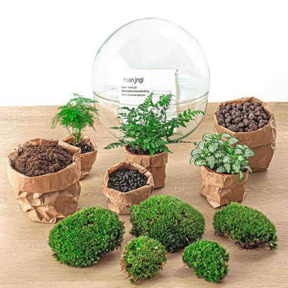 Flaschengarten DIY Bausatz – Terrarium Kuppel XL – Ø30cm – Autarkes Mini-Ökosystem – Komplett-Set mit Pflanzen, Moos & Schritt-für-Schritt-Anleitung – Nachhaltiges Geschenk 