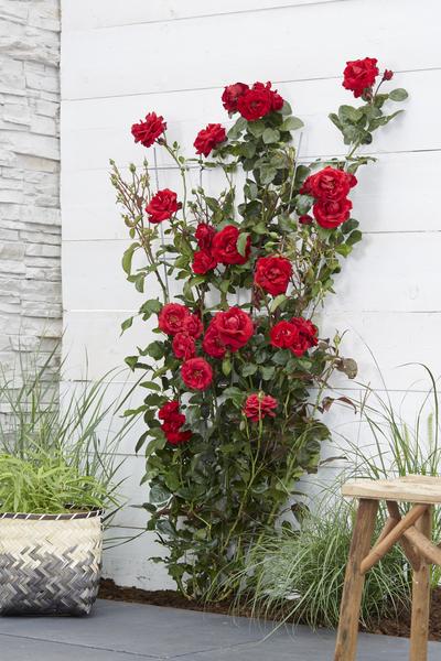 Rote Rose - Rosa Crazy in love 'Red' - Ø15cm - ↕65cm 