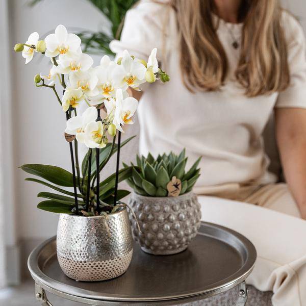Phalaenopsis Orchidee Amabilis Weiß – inkl. Elite Keramiktopf Silber – Zimmerpflanze ca. 35cm – Edle Orchidee mit 2–3 Blütenstielen – Dekopflanze für Wohnzimmer, Esszimmer & Büro 