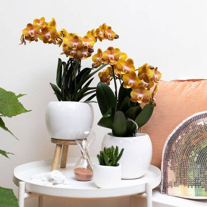 Orange-goldene Phalaenopsis-Orchidee - Jewel Las Vegas - Topfgröße Ø12cm - blühende Topfpflanze 
