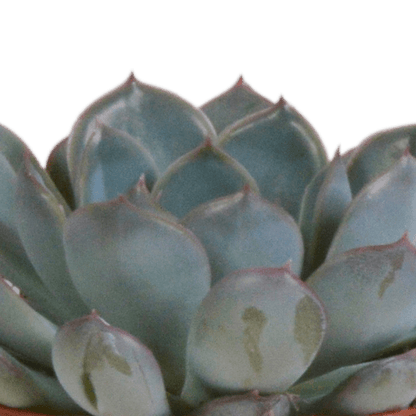 Steinrose - Echeveria-Mix - 8,5 cm - 3 Stück - Zimmerpflanze - im Terrakotta-Topf 
