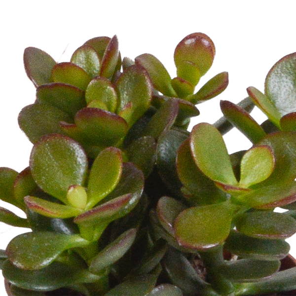 Dickblatt - Crassula - Mix - 8,5 cm - 3 Stück - im Witte-Topf 