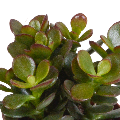 Dickblatt - Crassula - Mix - 8,5 cm - 3 Stück - im Witte-Topf 