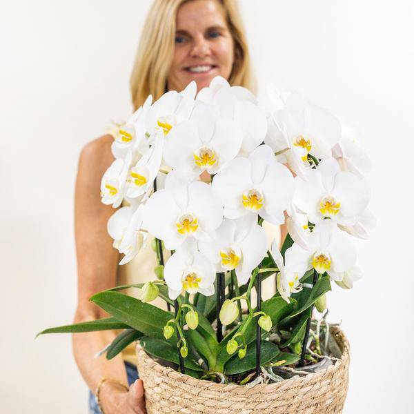 Orchideen-Set Weiß im Baumwollkorb – 3x Kolibri Orchidee Niagara Falls – Ø12cm – Mit Wassertank & Dochtsystem – Selbstversorgende Zimmerpflanzen – Mono Bouquet in Weiß 