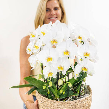 Orchideen-Set Weiß im Baumwollkorb – 3x Kolibri Orchidee Niagara Falls – Ø12cm – Mit Wassertank & Dochtsystem – Selbstversorgende Zimmerpflanzen – Mono Bouquet in Weiß 