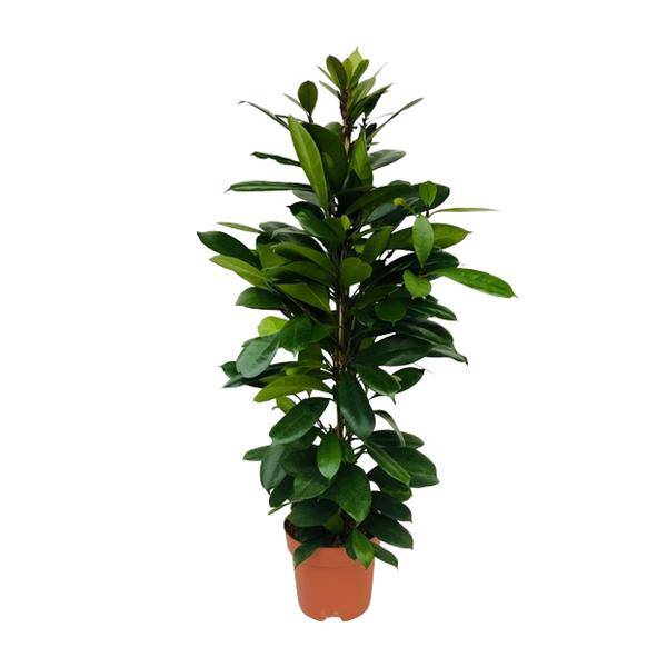 Afrikanischer Feigenbaum Ficus Cyathistipula – Zimmerpflanze – Ø21cm – 105cm Höhe – luftreinigend – pflegeleicht – exotisches Blattgrün 