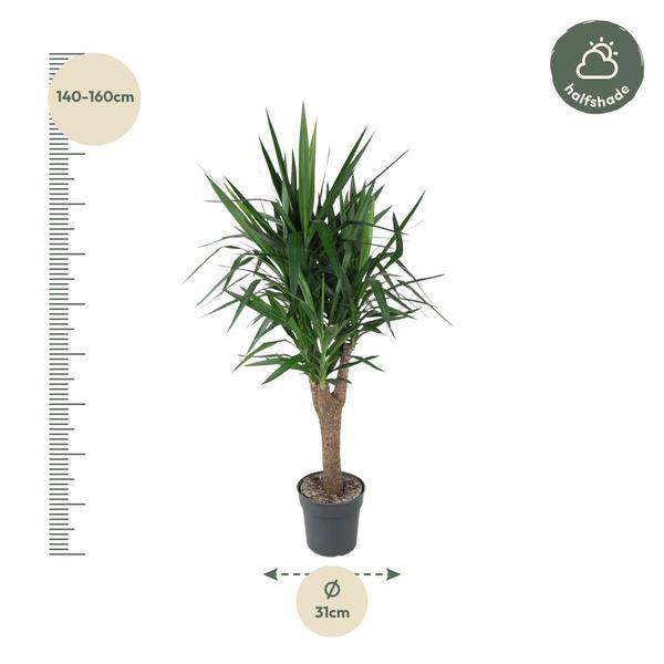 Palmlilie – Yucca Elephantipes – Zimmerpflanze – Ø31cm – ↕150cm – Robuste, pflegeleichte Grünpflanze für Innen & Außen 