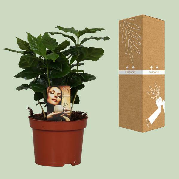 Kaffeepflanze – Coffea Arabica – Zimmerpflanze – Ø12cm ↕25cm – Aromatische Deko – Pflegeleicht – Halbschatten – Tropisch 