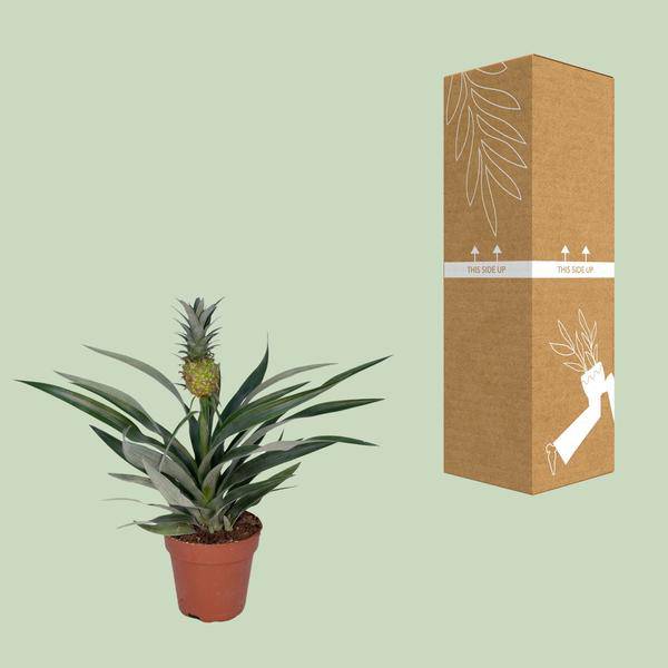 Ananaspflanze – Bromelia Ananas – tropische Zimmerpflanze – Ø12cm Topf – ca. 30 cm hoch – pflegeleicht & dekorativ 