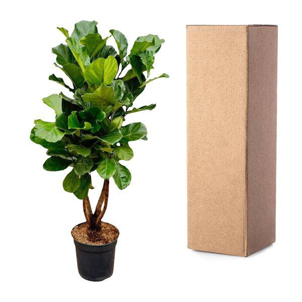 Geigen-Feige – Ficus Lyrata – Zimmerpflanze 200cm – Ø32cm – XXL-Pflanze mit großen geigenförmigen Blättern – Exotische Kübelpflanze für Wohnzimmer & Büro – Pflegeleicht 