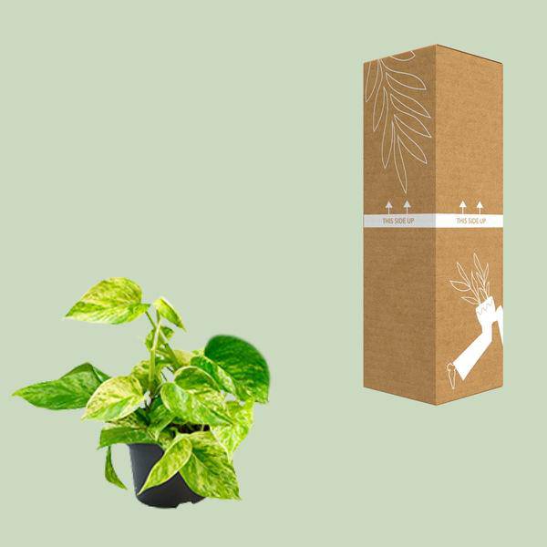 Efeutute Marble Queen – Epipremnum Scindapsus – Ø12cm x H20cm – Pflegeleichte Kletter- & Hängepflanze – Luftreinigend – Für helle bis halbschattige Räume – Im Pflanztopf 