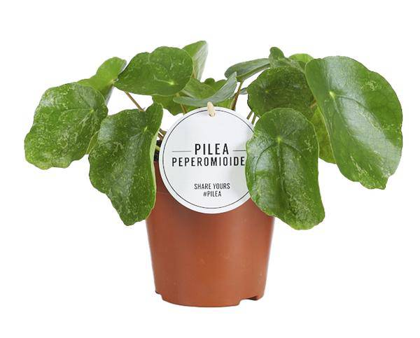 Ufopflanze – Pilea Sugar – Zimmerpflanze – Ø13cm – ca. 20cm hoch – trendige & pflegeleichte Grünpflanze 