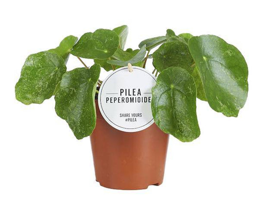 Ufopflanze – Pilea Sugar – Zimmerpflanze – Ø13cm – ca. 20cm hoch – trendige & pflegeleichte Grünpflanze 