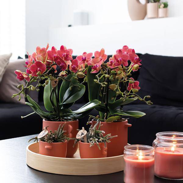 Rote Phalaenopsis Orchideen - Kongo - Topfgröße Ø9cm - blühende Zimmerpflanze - 2 Stück 