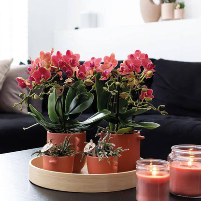 Rote Phalaenopsis Orchideen - Kongo - Topfgröße Ø9cm - blühende Zimmerpflanze - 2 Stück 