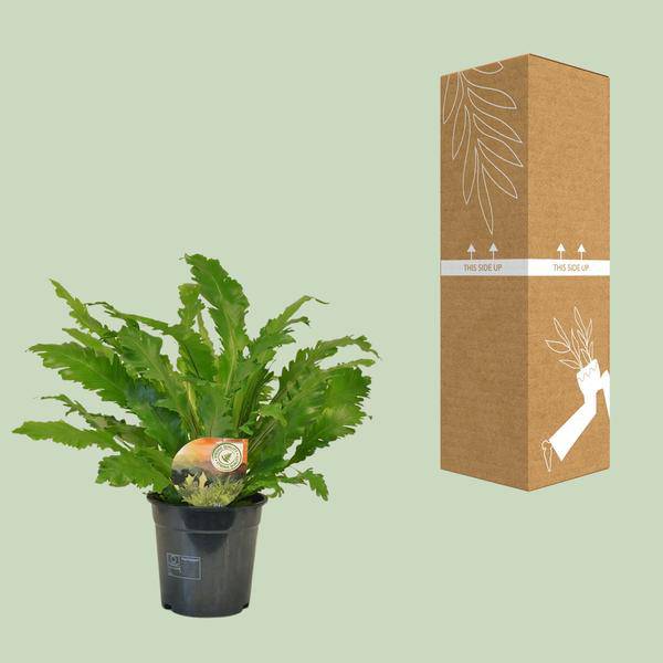 Nestfarn - Asplenium Campio - Zimmerpflanze - Ø17cm - ↕50cm 