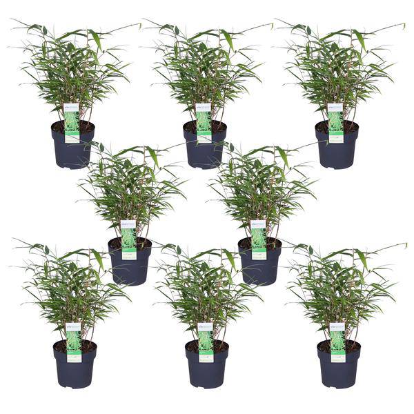 Schirmbambus Fargesia rufa – 4 Pflanzen – ca. 40cm hoch Ø14cm – Kompakter, horstbildender Bambus – Winterhart & pflegeleicht 