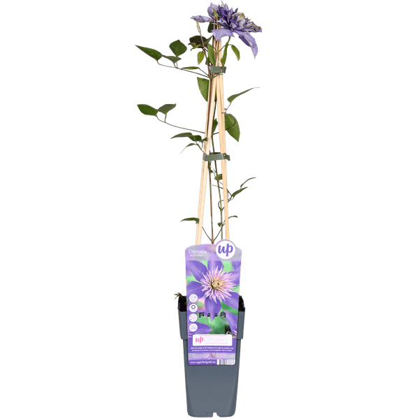 Waldrebe - Clematis Multi Blau - Clematis Blau - Ø15cm - ↕65cm 