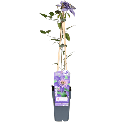 Waldrebe - Clematis Multi Blau - Clematis Blau - Ø15cm - ↕65cm 