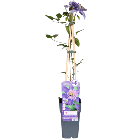 Waldrebe - Clematis Multi Blau - Clematis Blau - Ø15cm - ↕65cm 