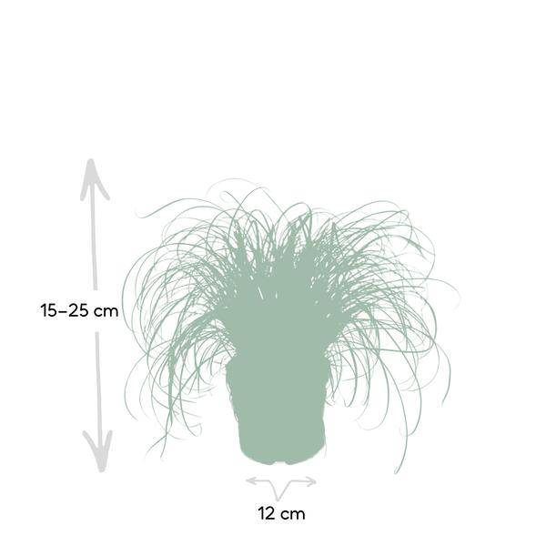 Katzengras – Cyperus alternifolius – Ø12cm x H20cm – Wechselblättriges Zyperngras als Zimmerpflanze – Ungiftig für Katzen – Im Pflanztopf – Direkt aus der Gärtnerei 