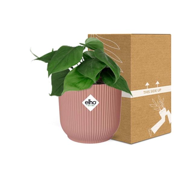 Philodendron Scandens – Baumfreund – Zimmerpflanze inkl. Ziertopf Vibes Fold Rosa Ø14cm – Herzförmige Blätter – Pflegeleicht & luftreinigend – Für Wohnzimmer & Büro 