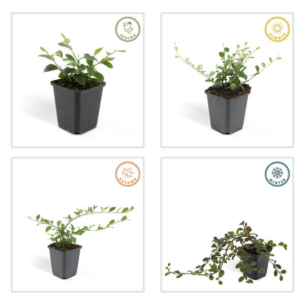 Teppichmispel Cotoneaster dammeri 'Major' – 6 Pflanzen – ↕25cm – Ø9cm – Bodendecker – Blühend & pflegeleicht – Sonne & Schatten 