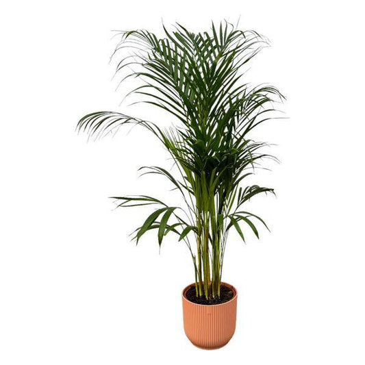 Areca Palme – Betelpalme – Zimmerpflanze ca. 110cm – ø21cm – inkl. Pflanzgefäß Vibes Fold Rosa D22xH20 – Tropische Zimmerpalme für Wohnzimmer, Büro & Wintergarten 