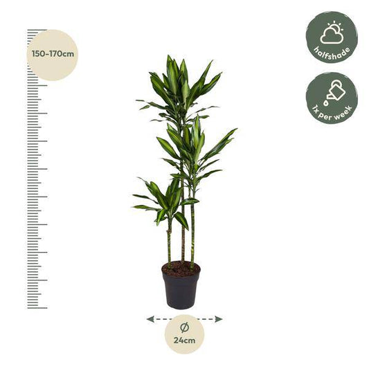 Drachenbaum – Dracaena Cintho 160cm – Ø24cm – Elegante Zimmerpflanze mit zweifarbigen Blättern – Tropische Grünpflanze für Wohnzimmer, Büro & Innenräume 