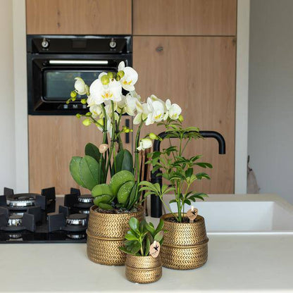 Blumentopf Rille – Gold – Ø6cm – Kleiner Keramik-Ziertopf mit Rillenstruktur – Mattes Finish – Mini-Übertopf für Orchideen & Sukkulenten 