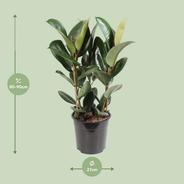 Gummibaum - Ficus Elastica Robusta - Zimmerpflanze - Ø27cm - ↕85cm 
